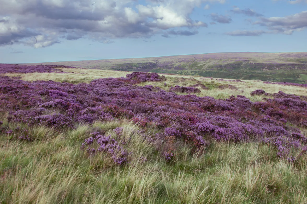 Heather in flower across a shallow moor, with rough grass in front of it.