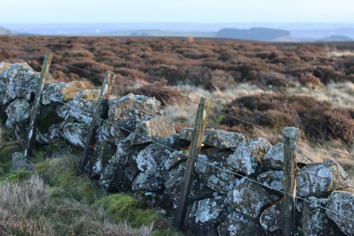A drystone wall running out across rough moor grass, with a wire fence along it.